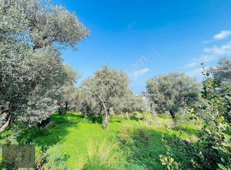 Yalıkavak Geriş'te Yola Cepheli Kiralık Arsa