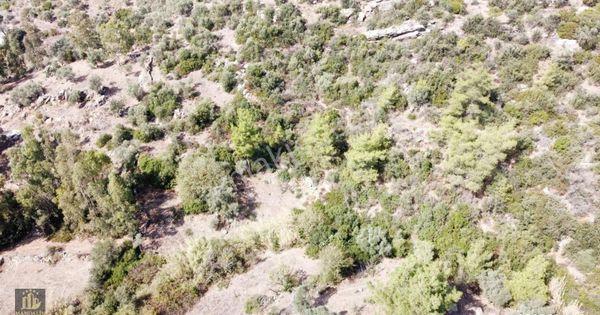 Elvan Özçelik'den Dörttepe'de Satılık Zeytinlik