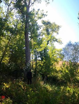 Liva Gayrimenkul'den Savaştepe'de Satılık Kavaklı Bahçe