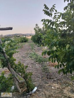 Onur Emlaktan Gediksarayda Satılık Tarla Bahçe