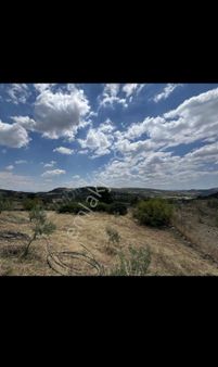 Bergama Gökçeyurt Mah Fırsat Satılık Zeytinlik