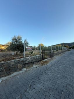 Satılık Arsa İçi Zeytinlik