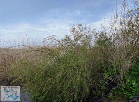 Aysa'dan Kumköy'de 2900m2 Müstakil Tapulu Tarla