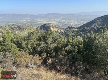 Emlak Evi'nden Aydın Manzaralı Zeytinlik