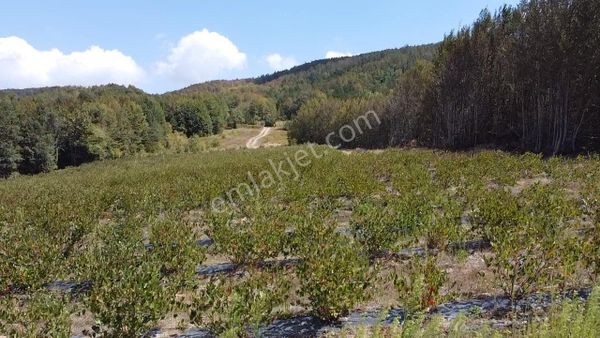 İznik Hacıosman Mh Degöl Manzara Lı Aronya Bahçesi