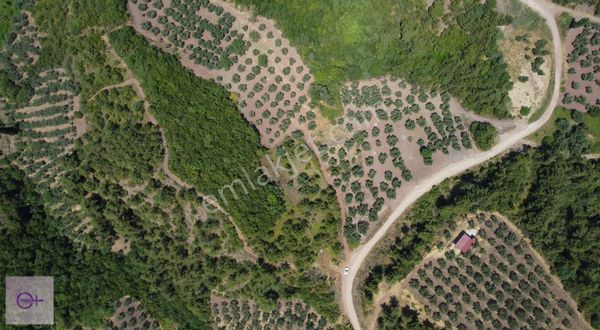 Violetten Full Deniz Manzaralı Zeytinlik Dürdane Osmangazi Bursa
