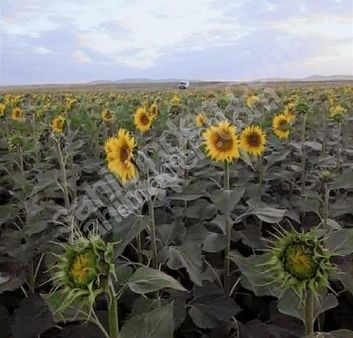 Konya Kadınhanı'nda 86 Dönüm Ekili Tarla