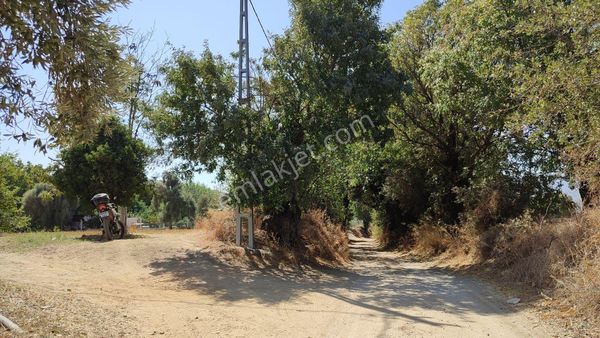 Milas Selimiye Derince Mevkiinde İzmir Yoluna Yakın Satılık Tarla