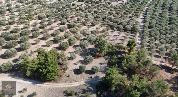 Akhisar Sindelli'de 7.514 M², Resmi Yolu Olan Satılık Zeytinlik