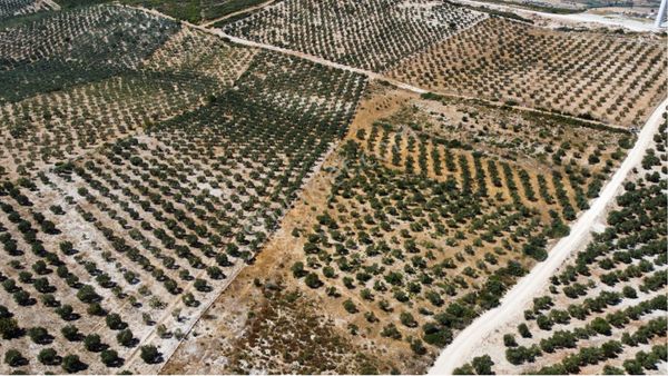 Kelepir 23 Dönüm Tarla Çiftlik Evi Yapımına Uygun