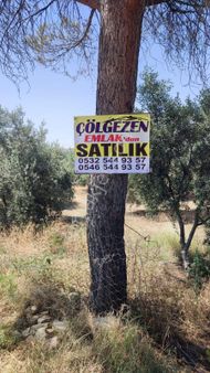 Çölgezen Gayrimenkulden Satılık Zeytinlik Ve Üzüm Bağı