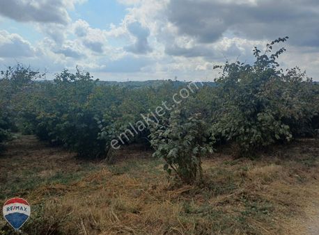 Remax Maviden Karasu Taşlıgeçit De Kapama-verimli Fındık Bahçesi