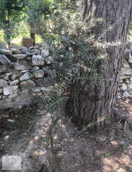 Tire Prestijden Satılık Köy Merkezinde Muhteşem Köy Evi