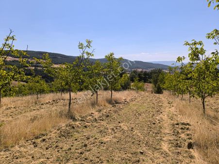 Geyve Çayköy De Hazır Verimli Ceviz Bahçesi