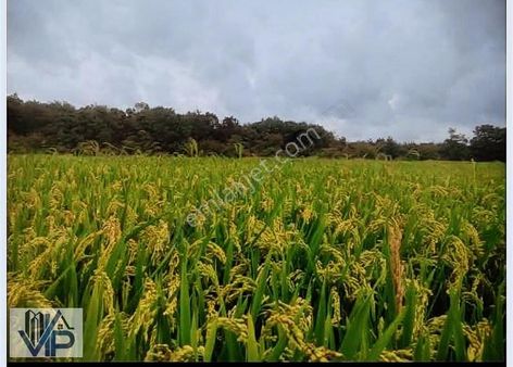 Bafra Vıp Gayrimenkulden Balıklar Mah'de 28,170m2 Satılık Tarla