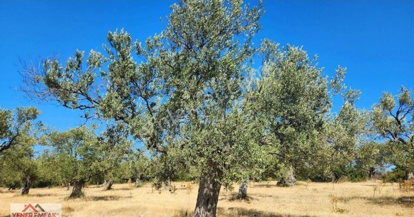 Yener Emlak'tan Fırsat ▒ Kadastral Yol Sulama Kanalı Yanı ▒ 660m²