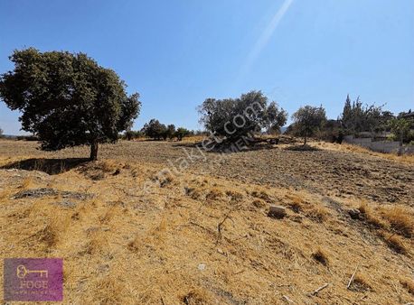 Foça Ilıpınarda Ana Yola 50 M Mesafede Satılık Kupon Tarla