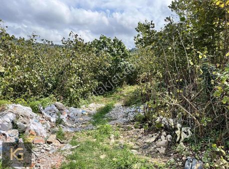 Kılıçlı Mahallesinde Satılık 7.636 M2 Fındık Bahçesi!