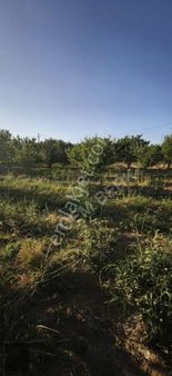 Akçadağ, Doğu Mh. Müstakil 3.500m2 Bakımlı Meyve Bahçesi