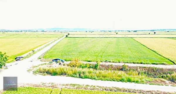 Muhtarımdan Sarıköyde Köşe Parsel Kanal Dibi Çeltik Tarlası