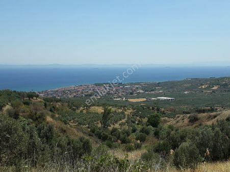Tekirdağ Şarköy Mürefte Mh De Muhteşem Deniz Manzaralı Satılık Zeytinlik