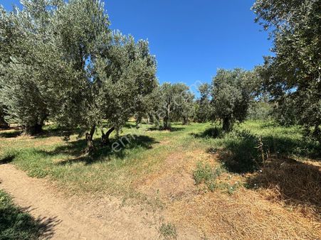 Çakırlı'da Fırsat Kare Parsel Satılık Zeytinlik