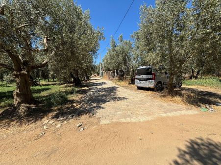 Çakırlı'da Köye 100 Metre Mesafede Satılık Kupon Zeytinlik