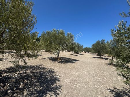 Kuzey Emlaktan Beyce Mevkii Yol Kenarı Zeytinlik !!