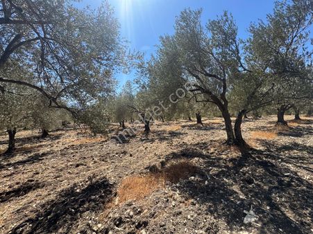 Kuzey Emlak'tan | Soma Beyce’de Verimli Zeytinli Tarla !!