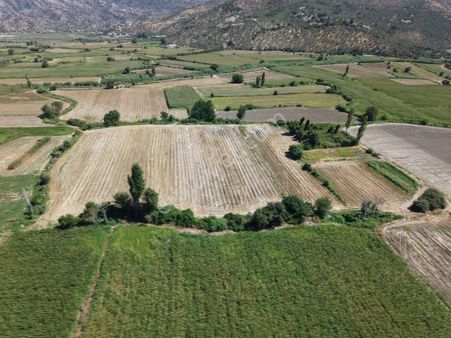 Muğla Milas Bafada Sarılık 24 Dönüm Ekilir Tarla