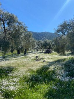 Milas-bodrum Yoluna Sıfır Full Göl Manzaralı Satılık Zeytinlik