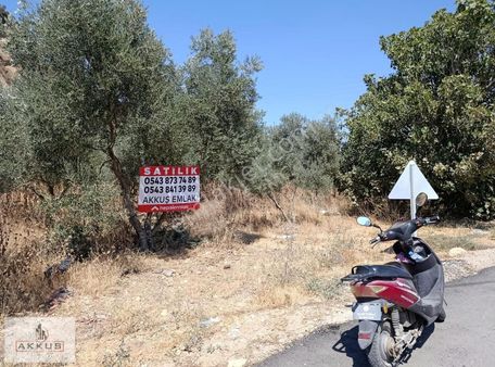 Akkuş Emlak'tan Yol Kenarı Zeytinlik