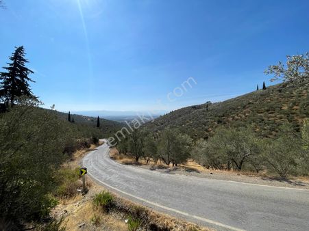 Akçay Poyraz Gayrimenkul'den Beyoba'da Satılık 3870m2 Deniz Manzaralı Zeytinlik