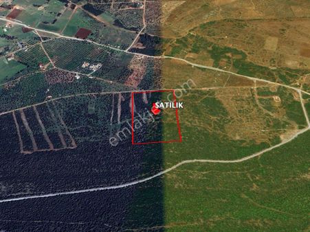 Dıdım Balova’da Elektrık Ve Su Altyapılı Yatırımlık Zeytınlık & Tarla Tapuları