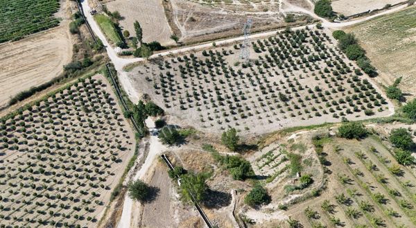 Blokyapı Gayrimenkul'den Kaklık'ta 9645 M2 Cennet Elması Bahçesi