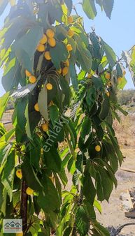 Arsev Den Fırsat Değirmenköy Anayol Üstü Hazır Kurulu Bahçe