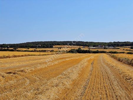 Saray Kavacık'ta Tek Tapu 3.233m2 Tek Tapu Emsalsiz Tarla