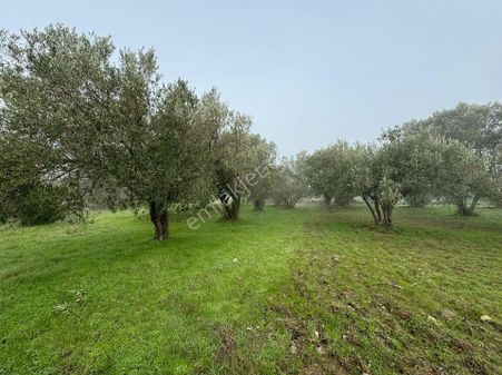 Bergama’da Kadastro Yola Sıfır 2 Ayrı Tapu Zeytinlik (1.024 M² + 928 M²)