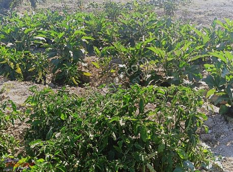 Menemen Türkellide Hisseli Satılık Tarla