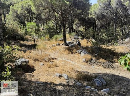 Rw Nefesten Ayvalık Bağyüzü Mah 5640 M2 Fıstık Çamlıgı Satılık