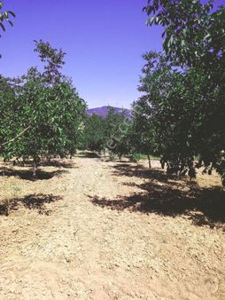 Bsm'den Karataş Doğa İçinde Ceviz Bahçesi