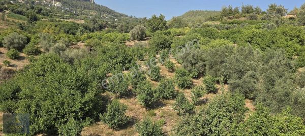 Mersin Erdemli Kösbucağı Mahallesinde 7 Dönüm Bahçe