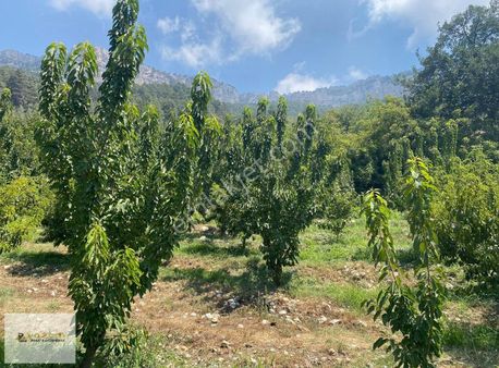 Mersin Erdemli Çamlı 9 Dönüm Köy İçi Müstakil Ev Ve Bahçesi