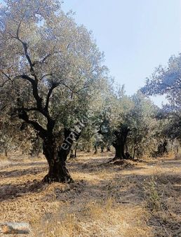 Umurbeyde 622m2 Tek Sıra Zeytinlik