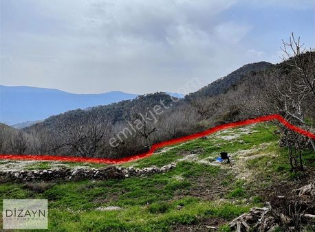 Milas Akçalı Yaylasında Yolu Olan Dümdüz 1959m2 Zeytinlik