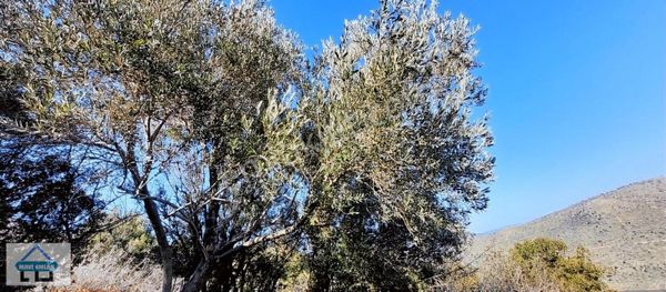 İzmir Aliağa Karakuzu Köyünde 10 Dnm Tarla