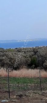 Şarköy Eriklice Ekili Ceviz Ve Meyve Bahçesi