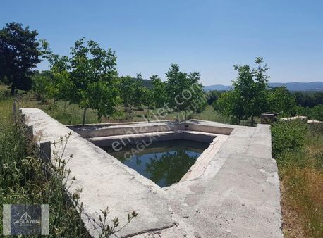 Acilll.. Bakımlı, Harika Konumda 7350 M'2 Satılık Ceviz Bahçesi