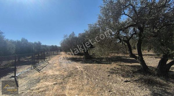 Mustafa Başyiğit Emlaktan İmara 1.5 Km Uzaklıkta 1900 M2