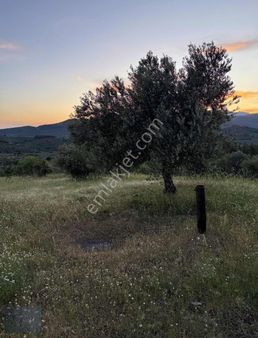 Tek Yetkili Boyut'tan 8.863 M2 Satılık Zeytinlik